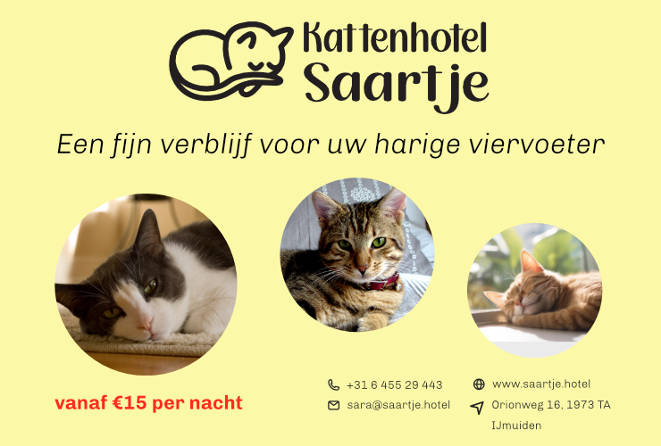 advertentie kattenhotel saartje
